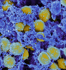 bacteria staph aureus